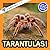 Tarantulas! by Hope Aicher