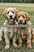 Golden Retriever Journal