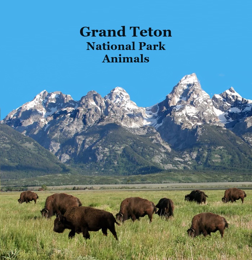 Grand Teton National Park Animals Kids Book: Great Way for Children to See the Grand Teton National Park Animals