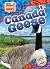 Canada Geese
