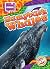 Humpback Whales