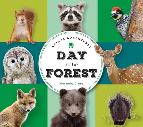 Animal Adventures: Day in the Forest (Board Book)
