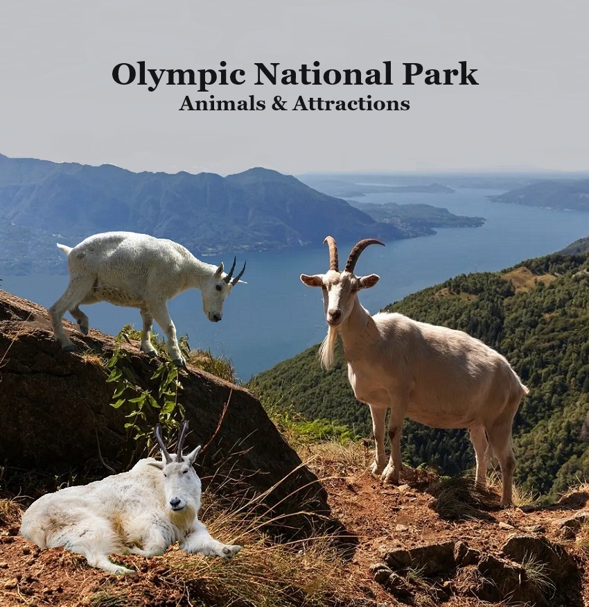 Olympic National Park Animals and Attractions Kids Book: Great Kids book about the Animals and Attractions in Olympic National Park