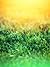 Effect of fertilizers on th...