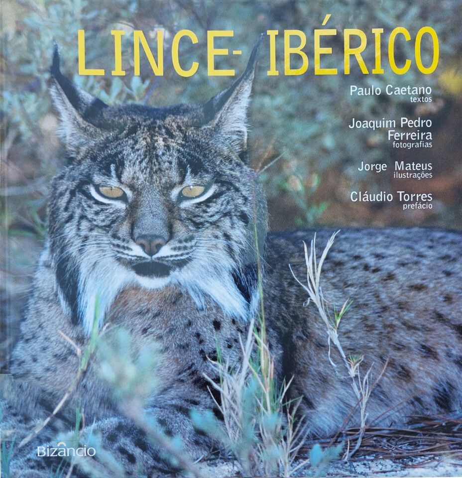 Lince-Ibérico