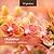 Orchidées : Splendeurs Capt...