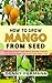 How to Grow a Mango Tree from Seed by Denny Permana