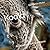 Koala by Benjamin Mohn