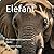 Elefant: für Kinder und Erw...