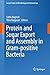Protein and Sugar Export and Assembly in Gram-positive Bacteria (Current Topics in Microbiology and Immunology Book 404)
