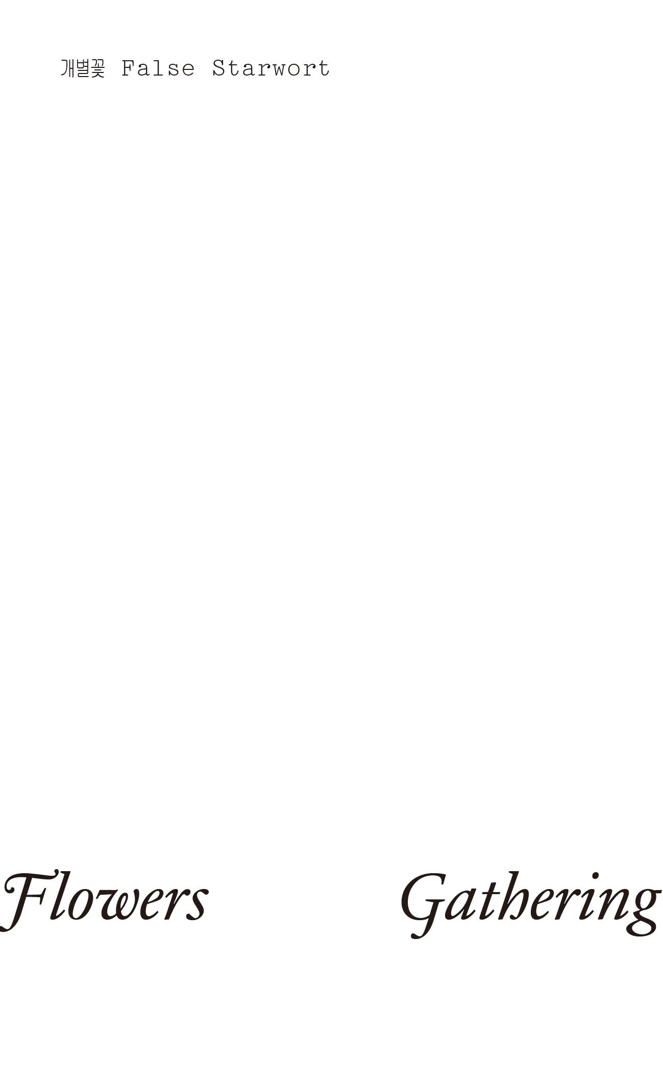 개별꽃 False Starwort