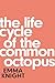 The Life Cycle of the Common Octopus