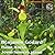 Benjamin Godard: Piano Works