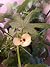 Growing Veggies and Herbs Indoors by Pam Williams