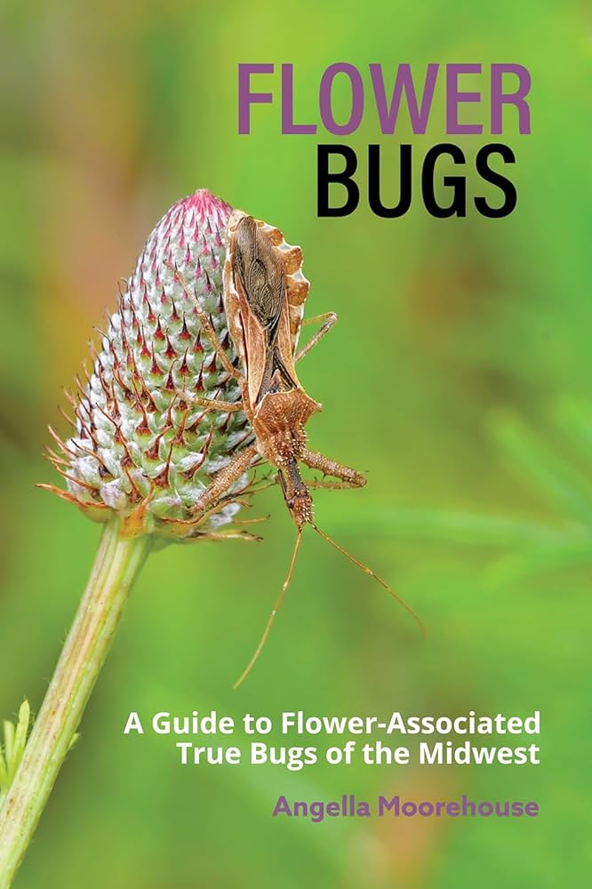 Flower Bugs: A Guide to Flower-Associated True Bugs of the Midwest