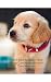 From Bark to Body: How Dogs...