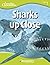 Sharks Up Close