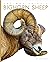 Bighorn Sheep (Amazing Animals)