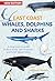 East Coast Whales, Dolphins...