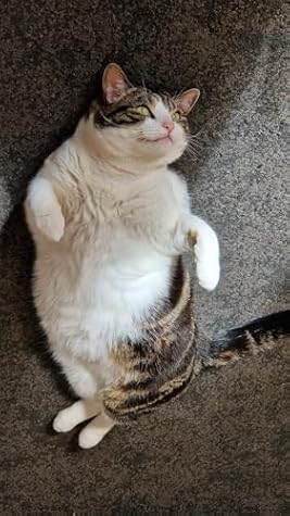 THE CAT ON THE SIXTH FLOOR