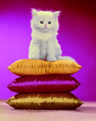 Chromotherapia: Feel-Good Color Photography (Hardcover)