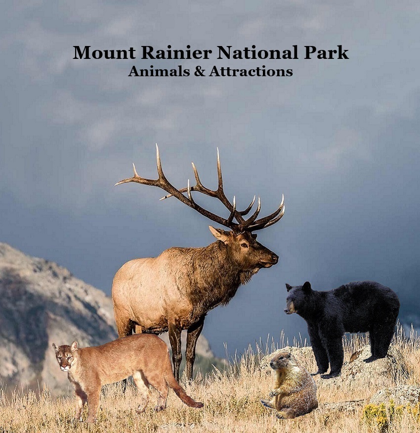 Mount Rainier National Park Animals Attractions Kids Book: Great Children's Book about Mt. Rainier National Park Animals and Attractions