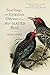 Starlings: The Curious Odyssey of a Most Hated Bird