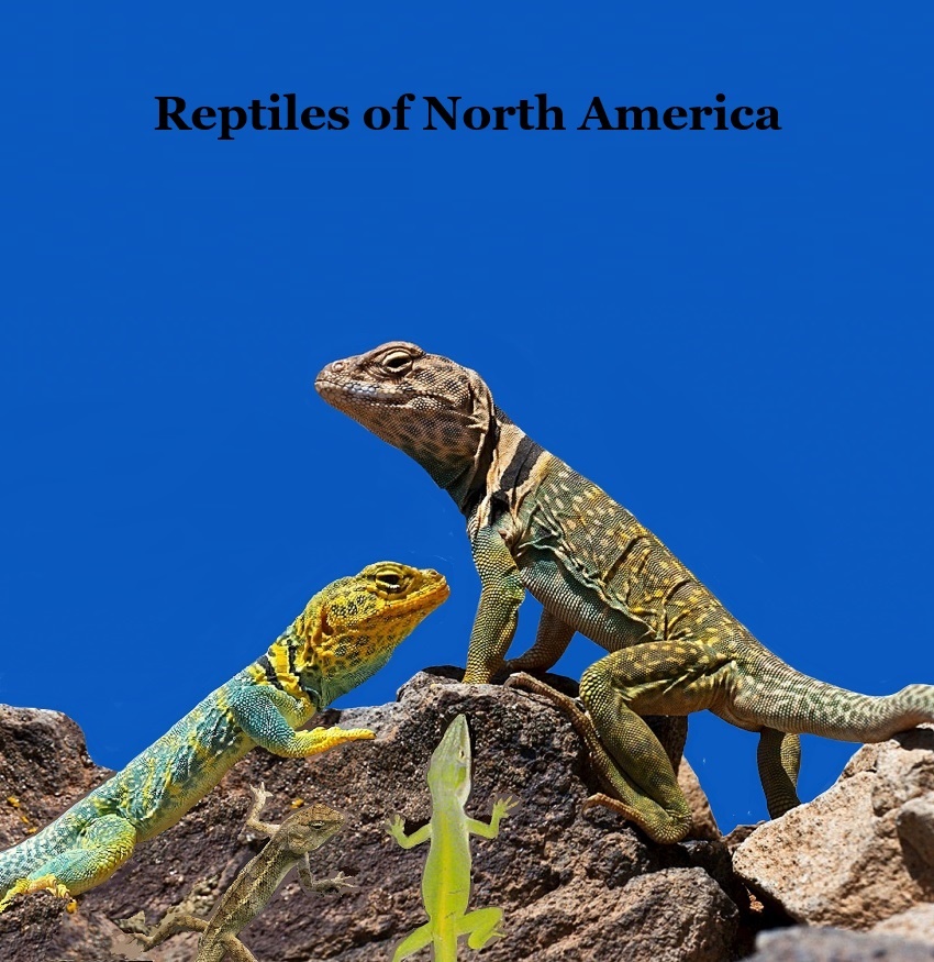 Reptiles of North America Kids Book: Great Children's Reptile Book about Snakes, Lizards, Turtles, Alligators
