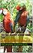 Bird Song Identifier UK Sou...