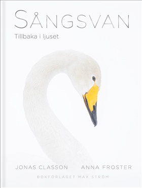 Sångsvan: Tillbaka i ljuset (Hardcover)