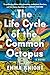 The Life Cycle of the Common Octopus