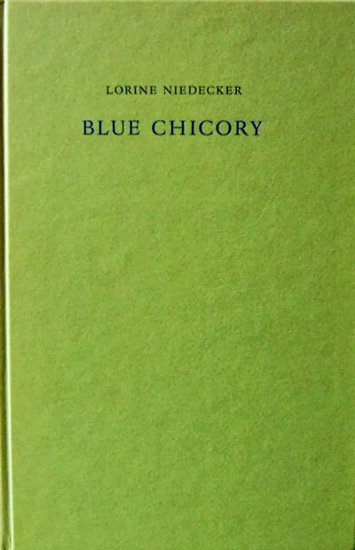 Blue Chicory