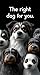 The right dog for you: bund...