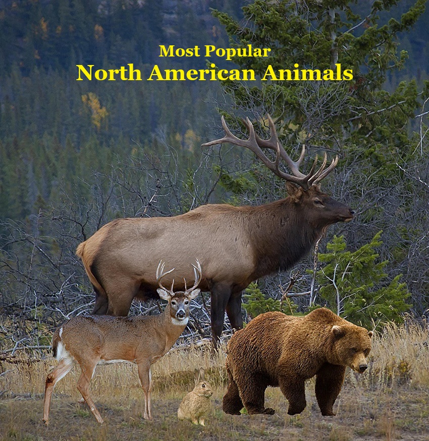 Most Popular North American Animals Kids Book: Children's book with Lifelike Pictures and Fun Facts about Animals