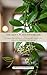 The Hoya Plant Handbook by Denny Permana