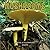 Mushrooms 2002 Calendar