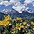 Mountain Wildflowers 2002 C...