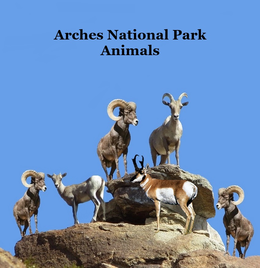 Arches National Park Animals Kids Book: Awesome Children's Animals Book Lifelike Images Fun Facts