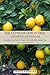 The Ultimate Lemon Tree Gro...