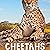 Cheetahs: Animals