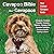 Cavapoo Bible and Cavapoos: Your Perfect Cavapoo Guide Cavapoos, Cavapoo Puppies, Cavapoo Training, Cavapoo Size, Cavapoo Nutrition, Cavapoo Health, History, & More!