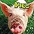Pigs