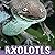 Axolotls: Animals