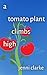 A Tomato Plant Climbs High
