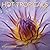Hot Tropicals 2014 Calendar