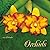 Orchids 2001 Calendar