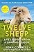 Twelve Sheep by John Connell