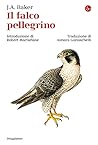IL FALCO PELLEGRINO