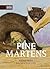 Pine Martens