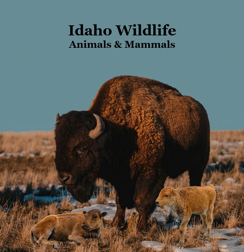 Idaho Animals and Mammals Kids Wildlife Book: Great Idaho Animals book with Lifelike Images and Fun Facts